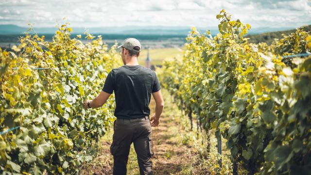 SPERRY Grand Cru et Communale