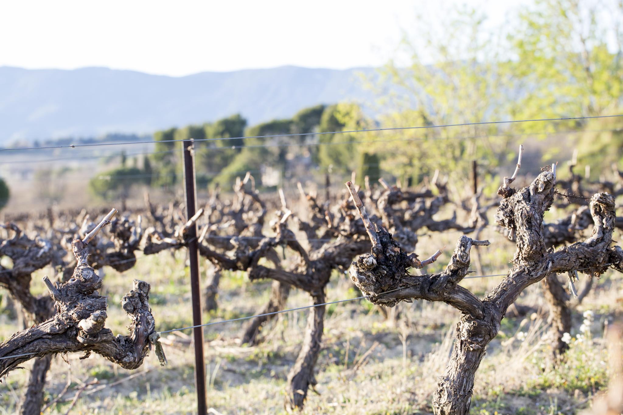 A mosaic of terroirs