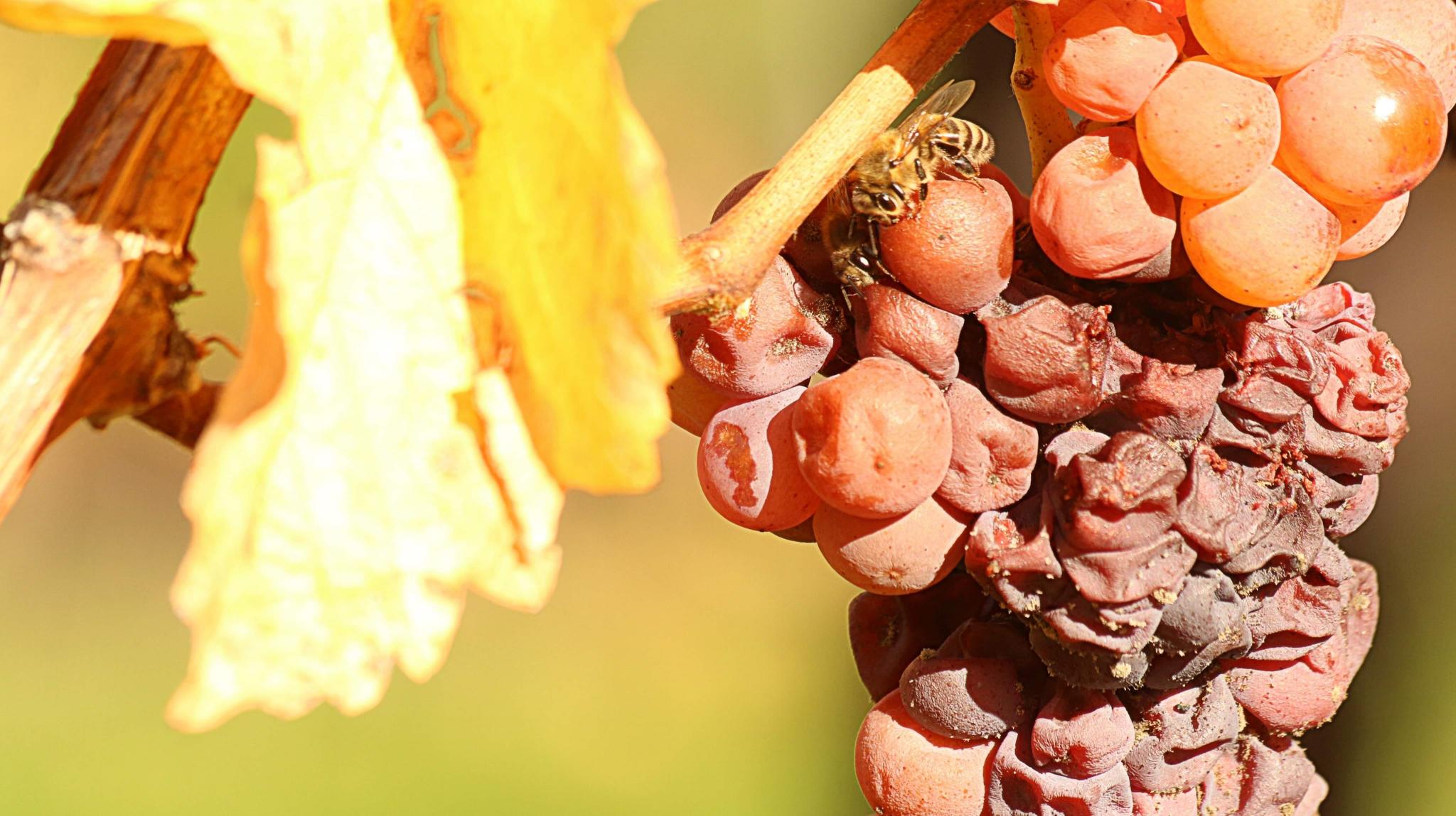 Honey bees & Gewurztraminer Vendanges Tardives 