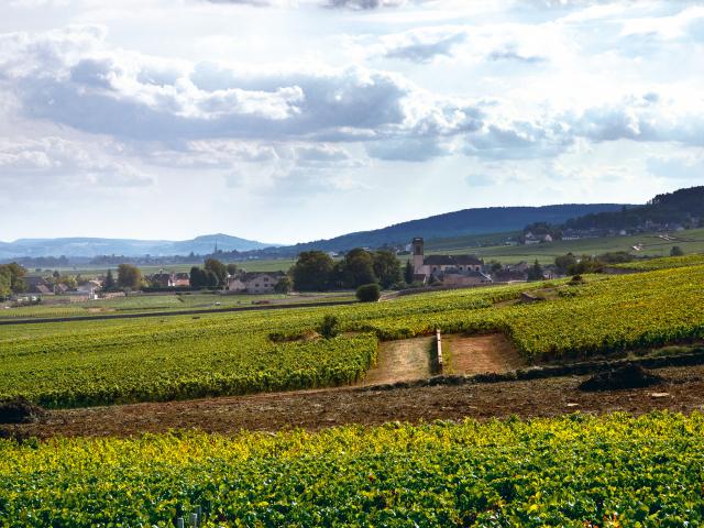 Vineyard - Edouard Delaunay Pommard 1er Cru Les Fremiers