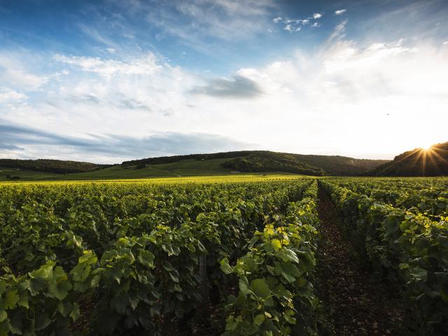 Vineyard - Edouard Delaunay Bourgogne Côte d'Or Chardonnay