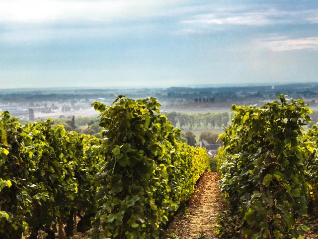 Vineyard - Edouard Delaunay Bourgogne Côte d'Or Pinot Noir