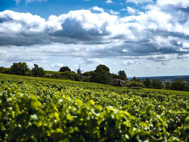 Vineyard - Edouard Delaunay Santenay 1er Cru Beauregard