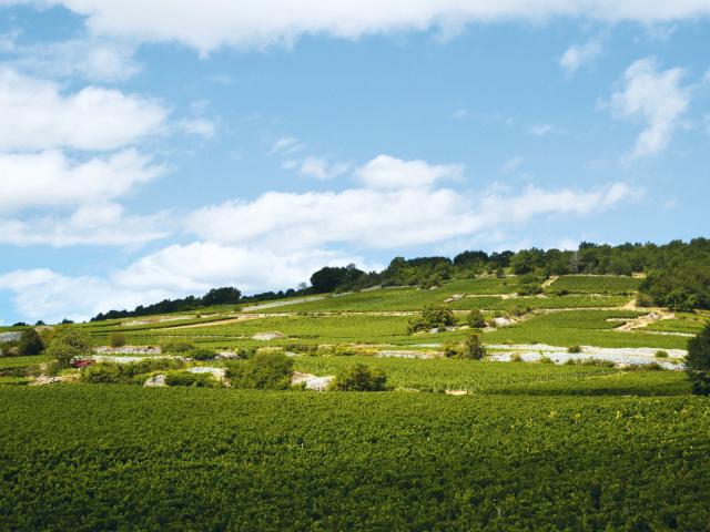 Vineyard - Edouard Delaunay Puligny-Montrachet 1er Cru Les Referts