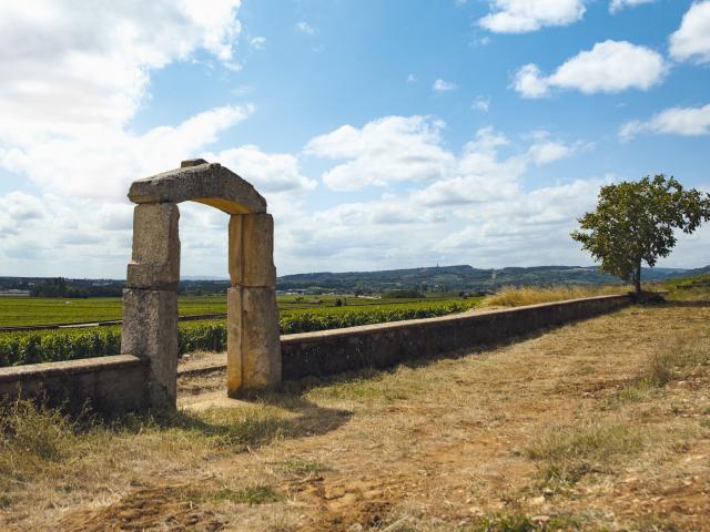 Vineyard - Edouard Delaunay Chevalier-Montrachet Grand Cru