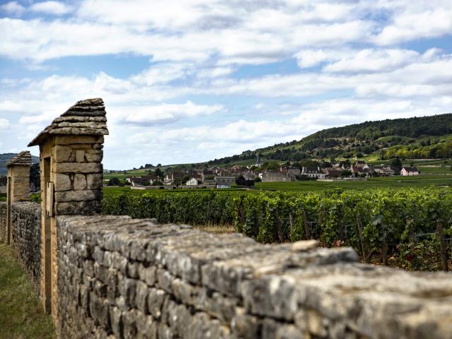 Vineyard - Edouard Delaunay Chassagne Montrachet Le Village