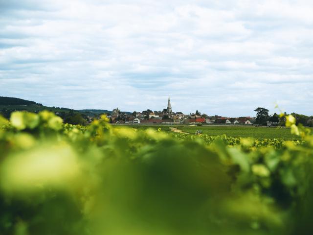 Vineyard - Edouard Delaunay Meursault Le Village