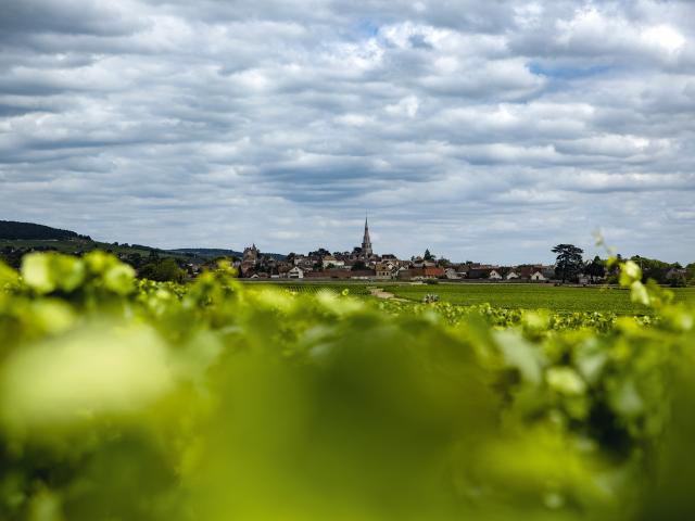 Vineyard - Edouard Delaunay Hospices de Beaune Meursault-Porusots 1er Cru