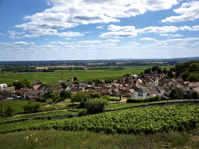 Vineyard - Edouard Delaunay Volnay Le Village