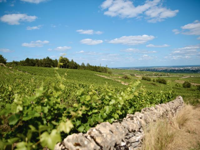 Vineyard - Edouard Delaunay Beaune 1er Cru Epenotes