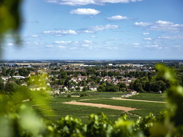 Vineyard - Edouard Delaunay Hospices de Beaune, Beaune 1er Cru Les Grèves Cuvée Pierre Floquet