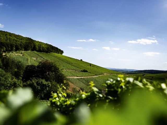 Vineyard - Edouard Delaunay Corton-Charlemagne Grand Cru