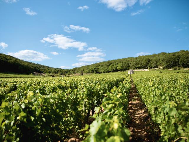 Vineyard - Edouard Delaunay Hospices de Beaune - Savigny lès Beaune Cuvée Fouquerand