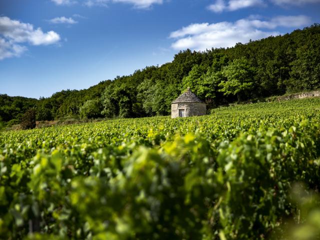 Vineyard - Edouard Delaunay Savigny-Lès-Beaune Le Village