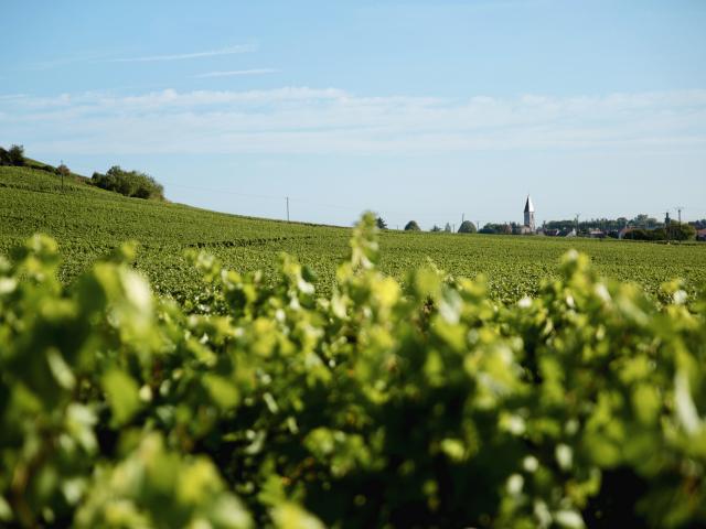 Vineyard - Edouard Delaunay Nuits-Saint-Georges 1er Cru Les Perrières