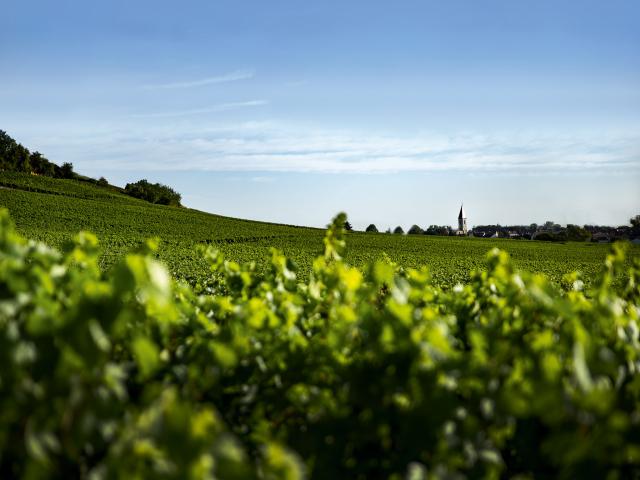 Vineyard - Edouard Delaunay Hospices de Nuits, Nuits-Saint-Georges 1er Cru Les Porrets