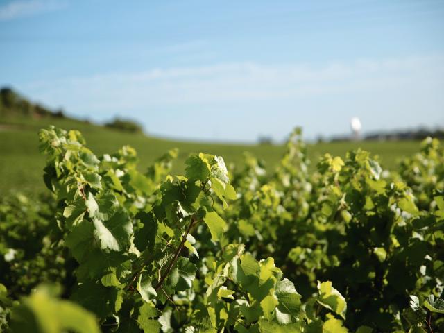 Vineyard - Edouard Delaunay Nuits-Saint-Georges 1er Cru Les Saints-Georges