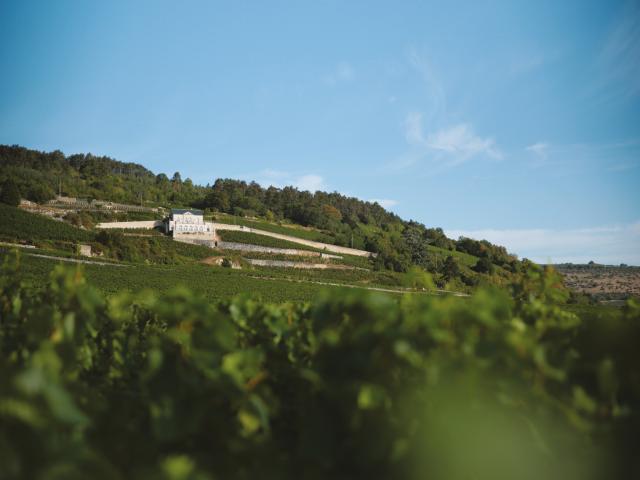 Vineyard - Edouard Delaunay Nuits-Saint-Georges 1er Cru Les Pruliers