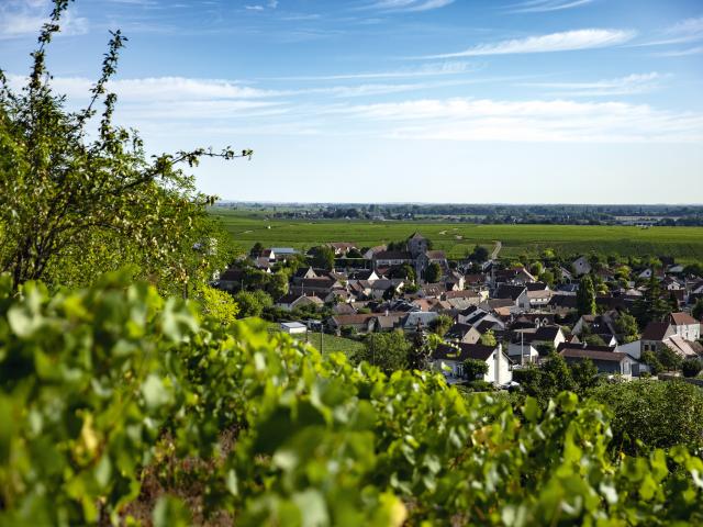 Vineyard - Edouard Delaunay Nuits-Saint-Georges Le Village