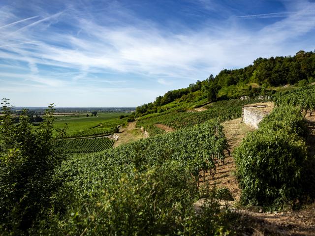 Vineyard - Edouard Delaunay Nuits-Saint-Georges 1er Cru Les Crots