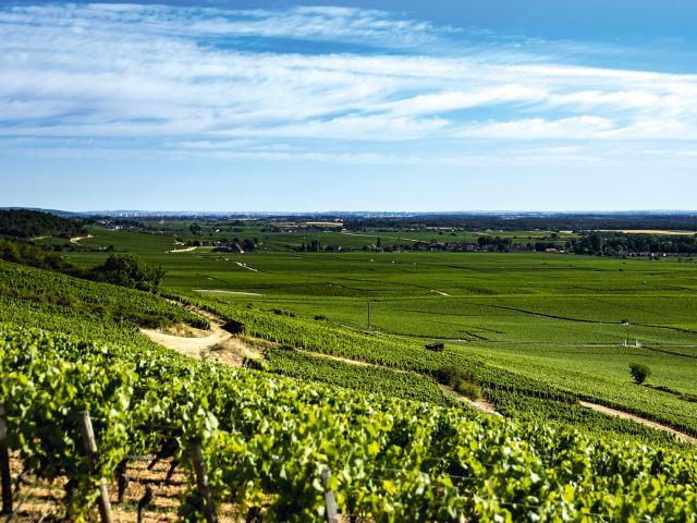 Vineyard - Edouard Delaunay Côte de Nuits-Villages