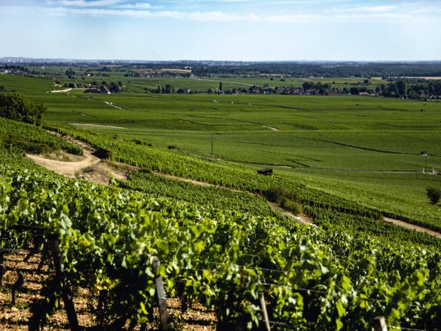 Vineyard - Edouard Delaunay Nuits-Saint-Georges 1er Cru Aux Murgers
