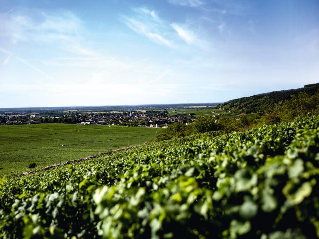 Vineyard - Edouard Delaunay Nuits-Saint-Georges 1er Cru Aux Chaignots