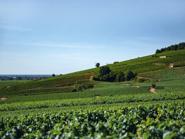 Vineyard - Edouard Delaunay Vosne-Romanée Le Village