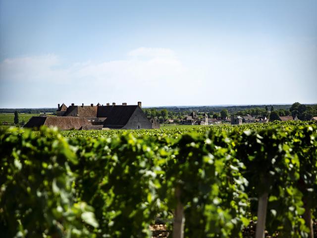 Vineyard - Edouard Delaunay Vougeot 1er Cru Les Petits Vougeots