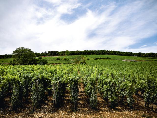 Vineyard - Edouard Delaunay Clos de la Roche Grand Cru