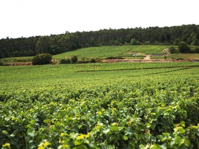 Vineyard - Edouard Delaunay Chambertin Grand Cru
