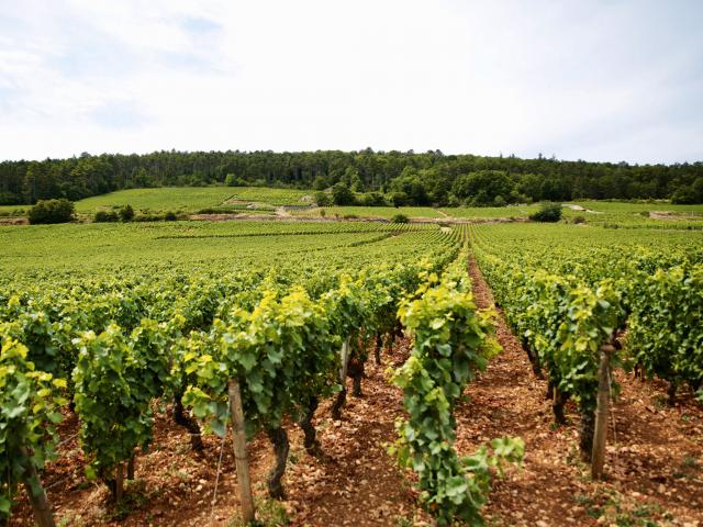 Vineyard - Edouard Delaunay Gevrey-Chambertin 1er Cru Cherbaudes