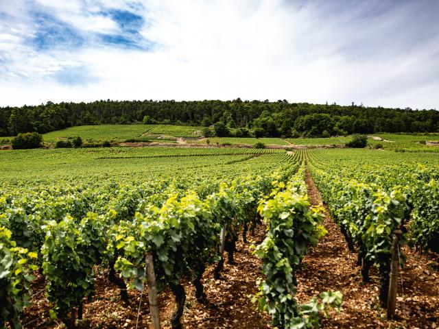 Vineyard - Edouard Delaunay Griotte Chambertin Grand Cru