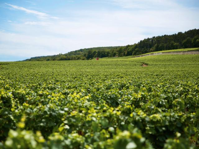 Map - Edouard Delaunay Gevrey-Chambertin 1er Cru Aux Combottes