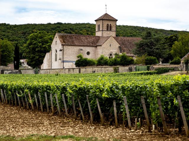 Vineyard - Edouard Delaunay Gevrey-Chambertin Le Village