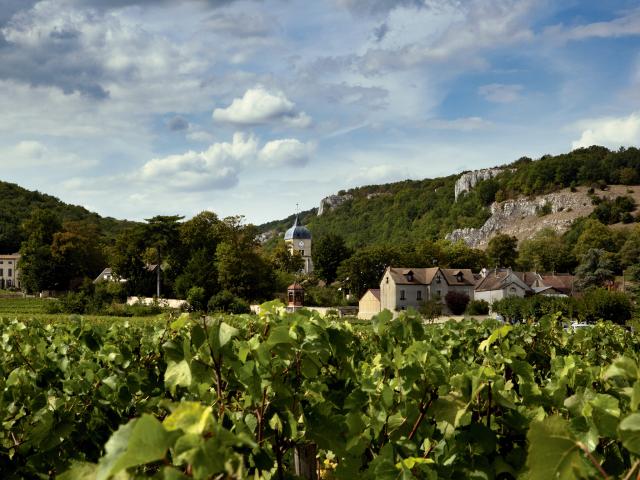 Vineyard - Edouard Delaunay Chambolle-Musigny Le Village