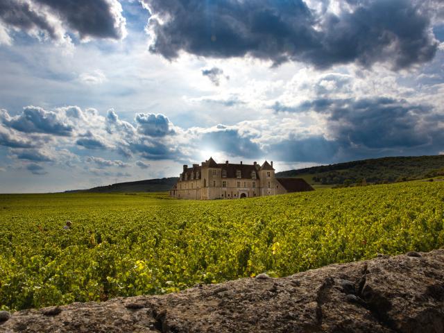 Vineyard - Edouard Delaunay Clos de Vougeot Grand Cru