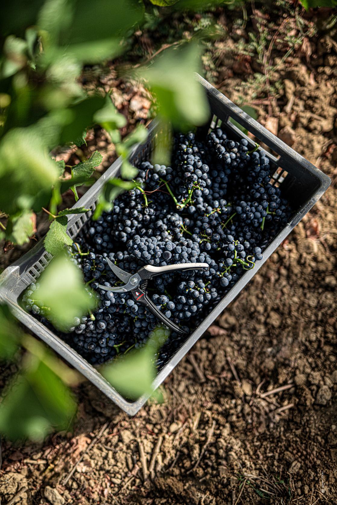 Terroirs et Parcellaires