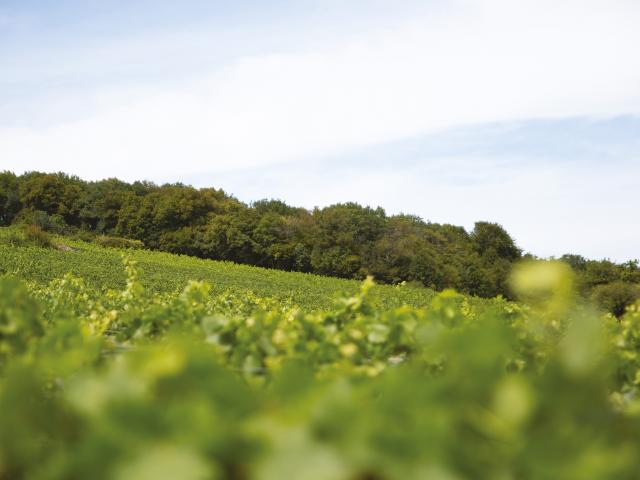 Vineyard - Edouard Delaunay Chambertin Clos de Bèze Grand Cru