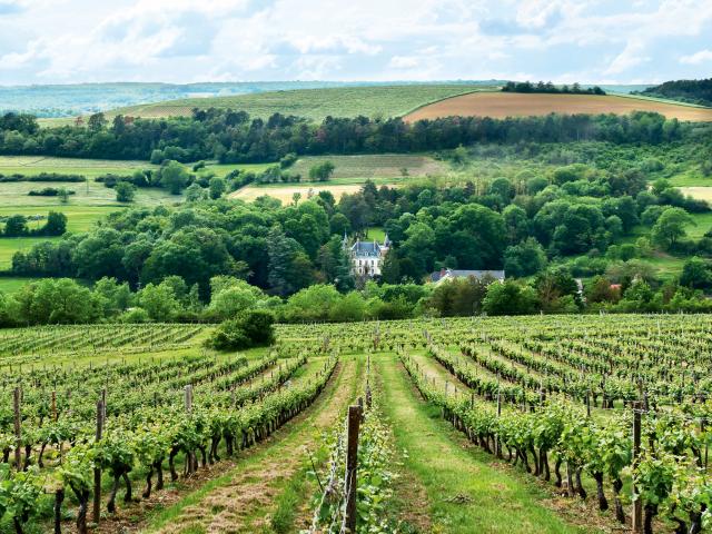 Vineyard - Edouard Delaunay Hautes-Côtes de Nuits Charmont Blanc