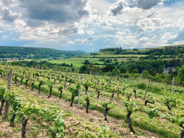 Vineyard - Edouard Delaunay Hautes-Côtes de Nuits Charmont Rouge