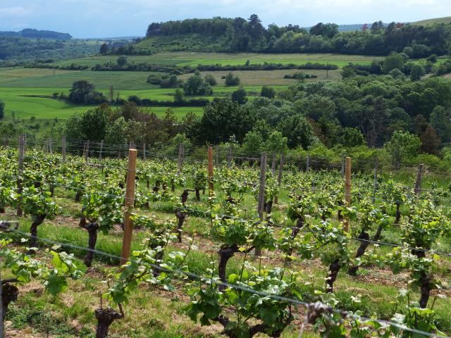 Vineyard - Edouard Delaunay Hautes-Côtes de Nuits Les Dames Huguettes