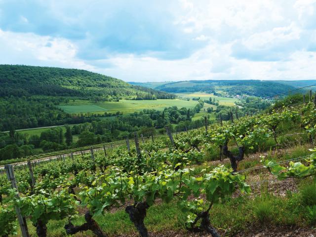 Vineyard - Edouard Delaunay Hautes-Côtes de Nuits Les Rouards