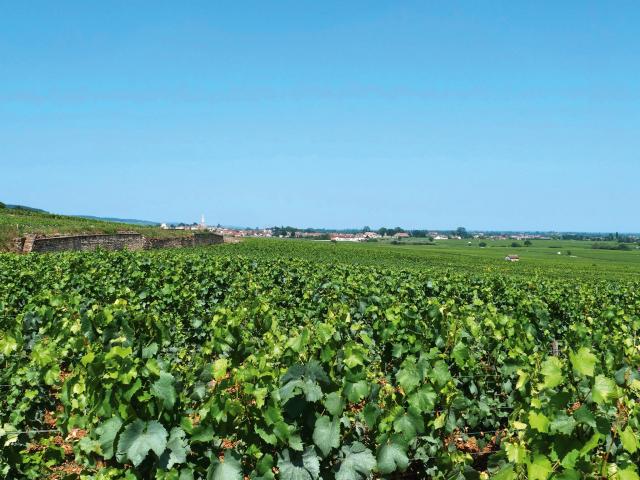 Vineyard - Edouard Delaunay Meursault 1er Cru Charmes