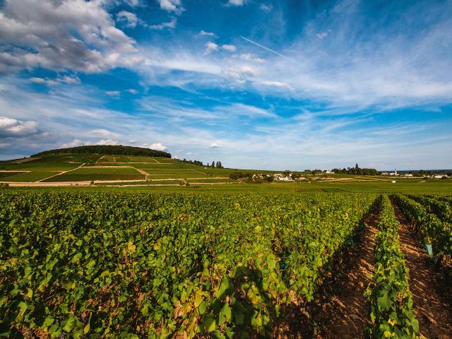 Vineyard - Edouard Delaunay Corton Grand Cru