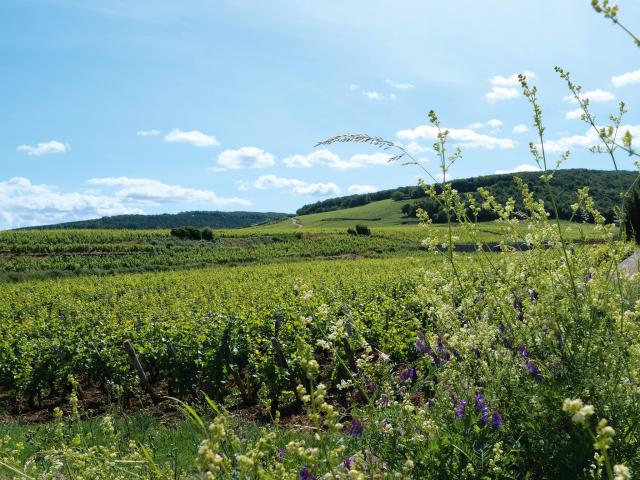 Vineyard - Edouard Delaunay Echezeaux Grand Cru