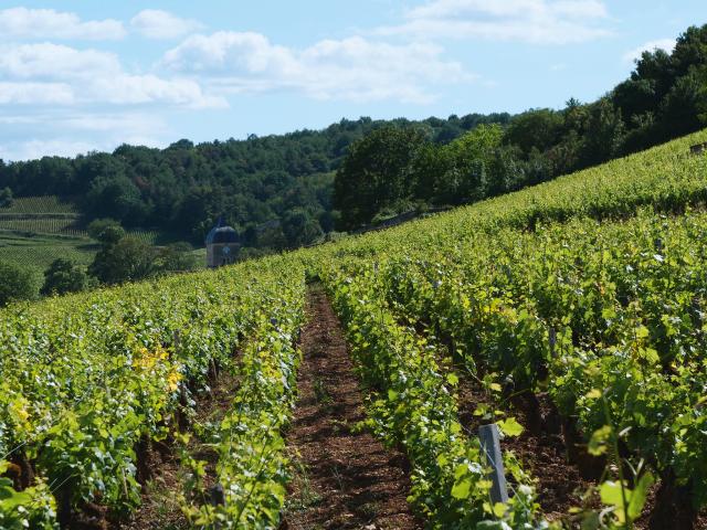 Vineyard - Edouard Delaunay Chambolle-Musigny 1er cru Les Fuées