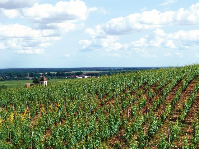 Vineyard - Edouard Delaunay Morey-Saint-Denis 1er Cru Le Village