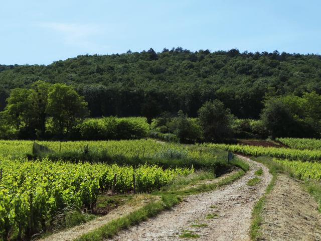 Vineyard - Edouard Delaunay Marsannay En Combereau