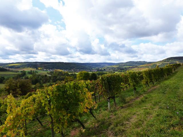 Vineyard - Edouard Delaunay Aligoté